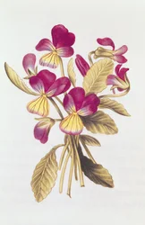 Pansy, a „La Guirlande de Julie”-ból, 1642 körül (wc pergamen)